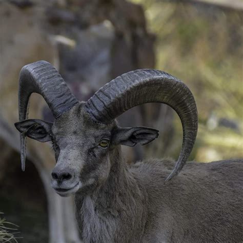 12 Yosemite Animals That Dwell In Yosemite National Park