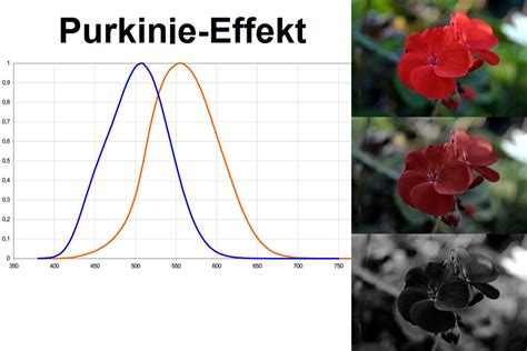 Efecto de Purkinje - EcuRed