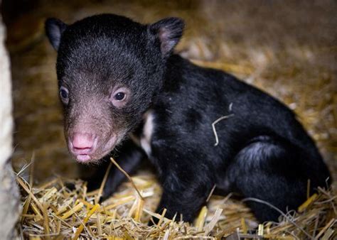 First sloth bear born at Cleveland Zoo in 30 years - cleveland.com