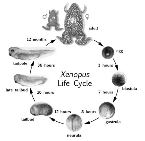 Xenopus Tadpole