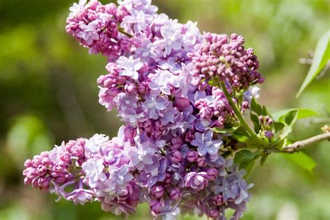 Lilac Varieties Images ~ The 20 Best Lilac Varieties To Grow In Your ...