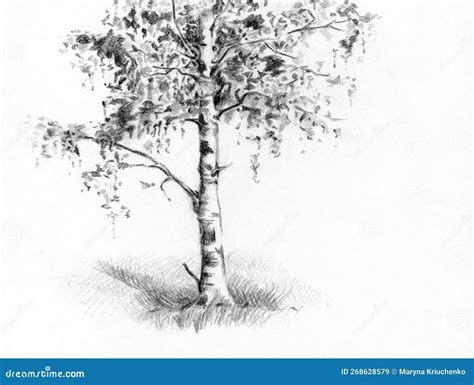 Tall Birch Tree. Pencil Drawing Royalty-Free Stock Photography | CartoonDealer.com #249140807