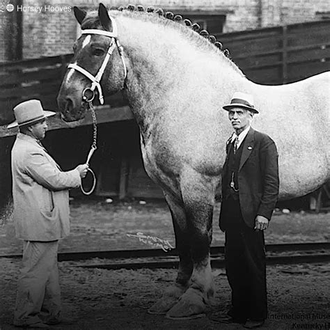 Brooklyn Supreme: The biggest horse in history | experiment, United ...