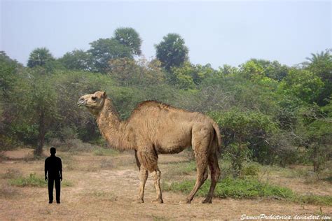 Titanotylopus nebraskensis was endemic to North America and it was one of the largest camels to ...