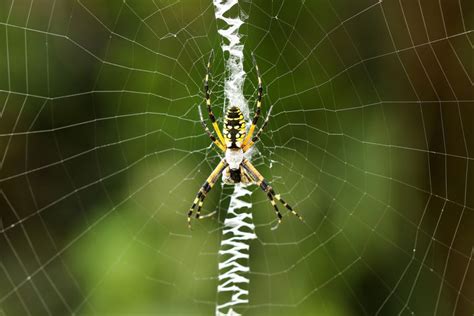 Black and Yellow Garden Spider, Aurantia argiope