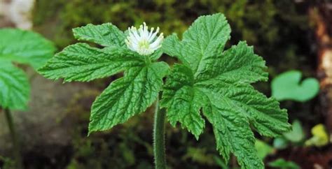 Goldenseal Root: Health Benefits and Uses [2022 Scientific Data ...