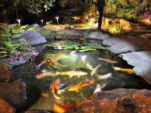 Are Underwater Pond Lights Harmful to Fish?