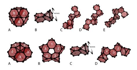 Each colony can assume a variety of shapes. | Download Scientific Diagram