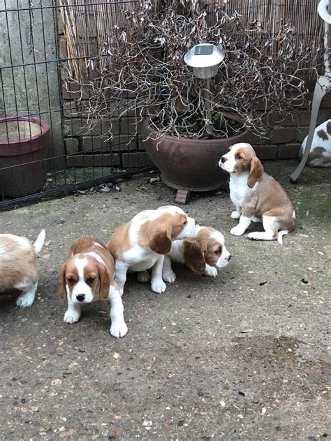 Beaglier Puppies | in Heathrow, London | Gumtree