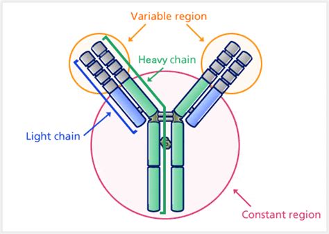 Pin on Immunologia