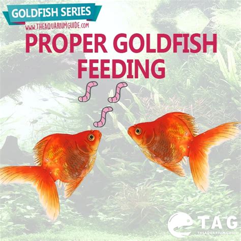 Goldfish Series - Proper Goldfish Feeding - The Aquarium Guide