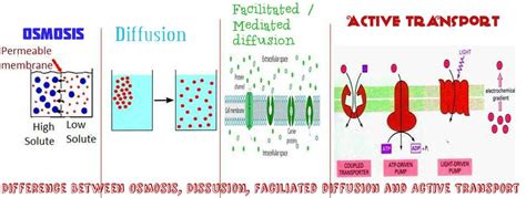 Are Osmosis And Diffusion Active Transport