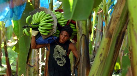 Global Love Of Bananas May Be Hurting Costa Rica's Crocodiles : The Salt : NPR