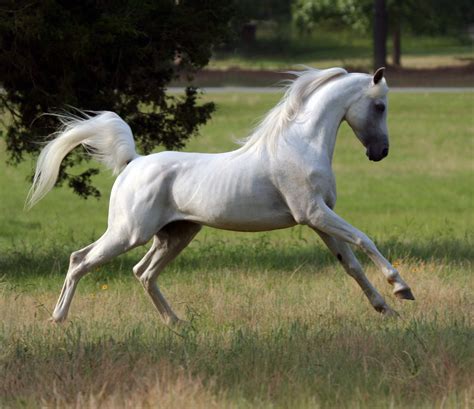 Arabian Horse | Breed Guide | HorseClicks