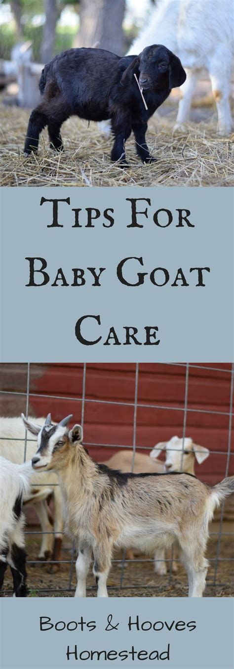 It’s kidding season for us. This year we have 18 mama goats who are expecting and things can get ...