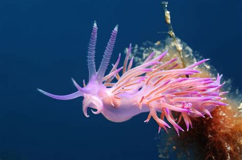 Stunning Photos Of Tropical Sea Creatures Will Make You Rethink How You Feel About Slugs | HuffPost