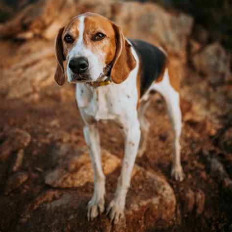 My 5 Favorite Dog Friendly Hikes in Colorado Springs — Charlotte Lehman