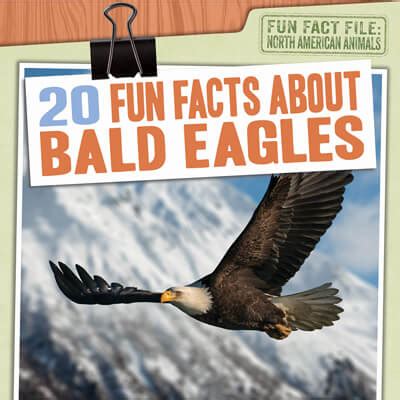 Bald Eagle Interesting Facts