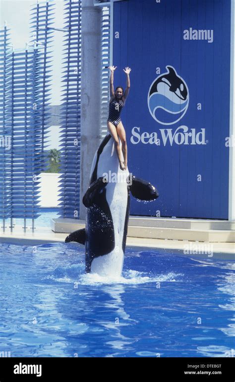 Killer Whale and girl female trainer performing at Seaworld Orlando USA ...