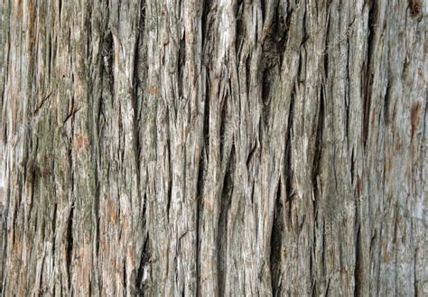 Closeup of old juniper tree bark — Stock Photo © lucysd #1345744