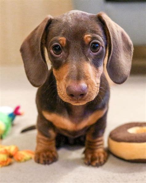 New Dachshund Puppy Essential Supplies - dachshund-central | Cute animals, Puppies, Dachshund ...