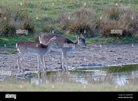 Fallow Deer doe and fawn drinking Stock Photo - Alamy