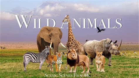 Wild Animals