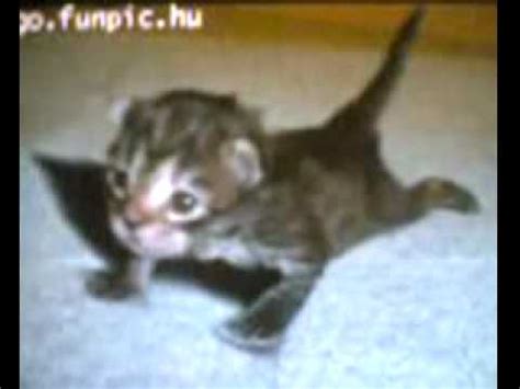 The strongest cat in the world.wmv - YouTube