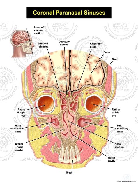 Anatomy Of Sinuses In Head - Anatomical Charts & Posters