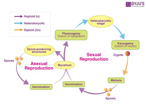 mushroom life cycle explained - Danilo Guinn