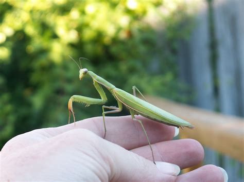 The Praying Mantis An Omen Online Psychics