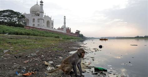 Pollution paints Taj Mahal yellow and green | Taj Mahal green | Taj Mahal turning yellow | Taj ...