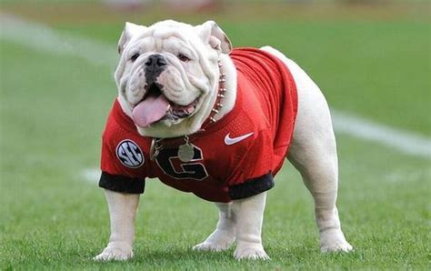 PETA calls for University of Georgia to dump ‘miserable’ bulldog mascot - al.com