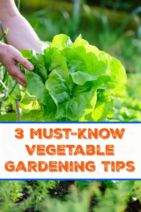 3 Must-Know Vegetable Gardening Tips - Saving Dollars & Sense