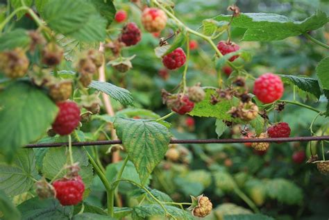 Raspberry Canes – Rumar Farm