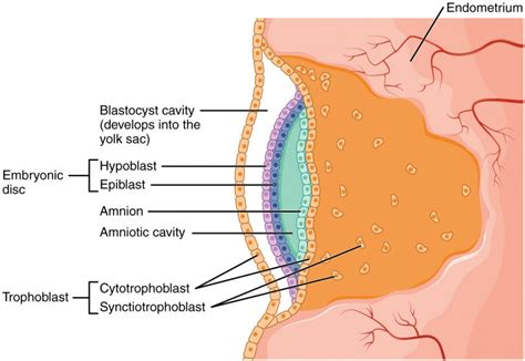 Embryonic Development | Anatomy and Physiology II