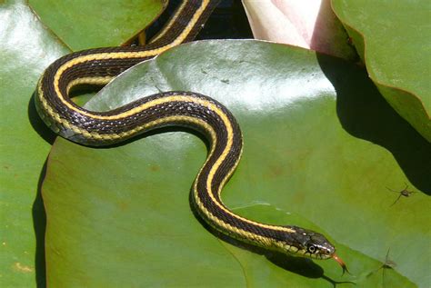 Aquatic Garter Snake (California Garter Snakes) · iNaturalist