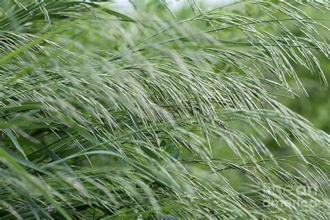 Brome Grass In The Hay Field Photograph by J McCombie