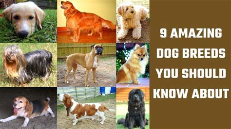 9 Amazing Dog Breeds You Should Know About - LabradorTrainingHQ