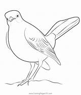 Mockingbird Coloring Page Pages sketch template