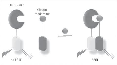 5 Schematic representation of FRET mechanism between FITC-GlnBP and... | Download Scientific Diagram