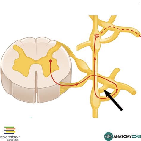 Gray Ramus Communicans - AnatomyZone