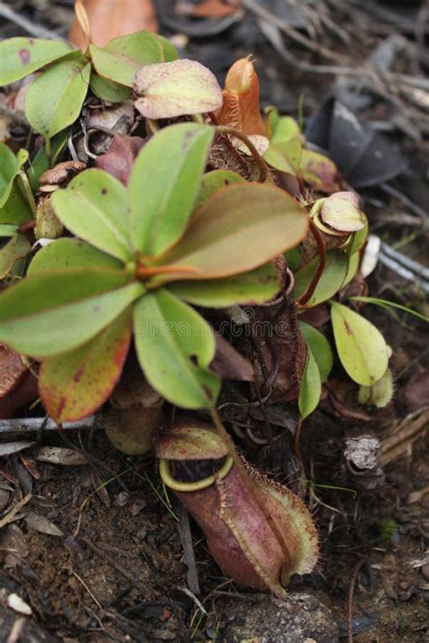 Nepenthes Tambusisi Mountain, Morowali Indonesia Stock Image - Image of indonesia, morowali ...