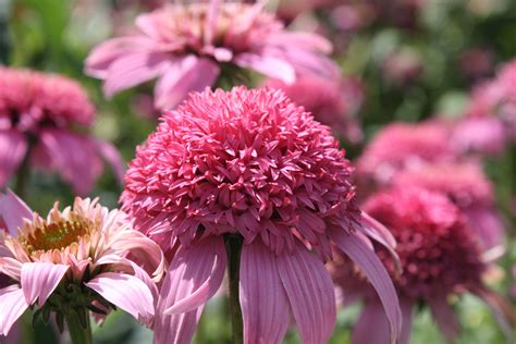 Pink Coneflower | Plants, Flowers, Garden