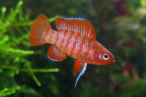 Scarlet Badis (Dario dario) Care Sheet - Aquariadise