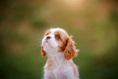 Teacup Cavalier King Charles Spaniel: The Ultimate Guide