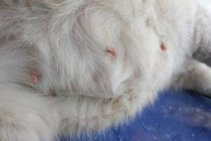 Cat mammary cancer: All you need to know | Ask Fido