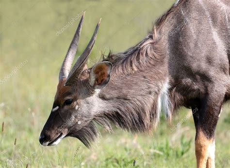 Nyala Antelope Grazing — Stock Photo © fouroaks #34870577