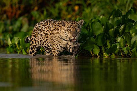 Wildlife photography tours in india | Wildlife photography expeditions ...