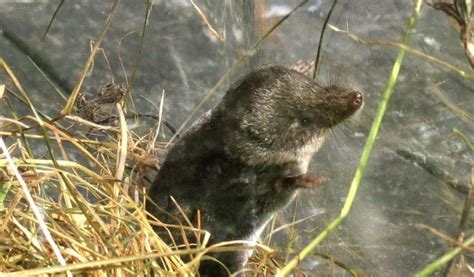 Cuban Solenodon - Facts, Venom & Habitat Information